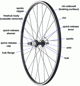 WHEELY GOOD ADVICE/EVERYTHING YOU EVER WANTED TO KNOW ABOUT SPOKE BUTT ...